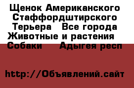 Щенок Американского Стаффордштирского Терьера - Все города Животные и растения » Собаки   . Адыгея респ.